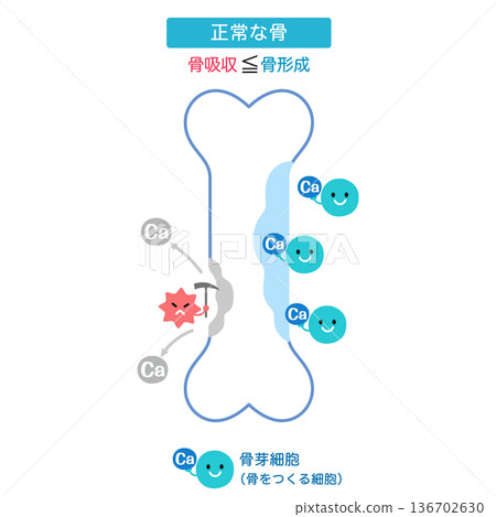骨吸收和骨形成的機制 正常骨 骨吸收和骨形成的機制 正常骨 136702630