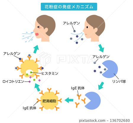 過敏是如何發生的:花粉症的機制 過敏是如何發生的:花粉症的機制 136702680