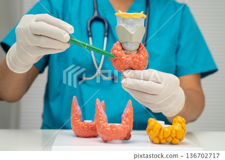 Hyperthyroidism, Overactive Thyroid, Thyroid Lymphoma, Asian doctor with thyroid gland human anatomy model in hospital. Hyperthyroidism, Overactive Thyroid, Thyroid Lymphoma, Asian doctor with thyroid gland human anatomy model in hospital. 136702717