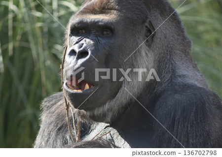 A gorilla who thinks he can survive with just this branch 136702798