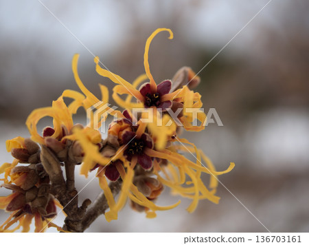 The lovely yellow flowers of Hamamelis intermedia Elena that began to bloom in February after snow fell. The lovely yellow flowers of Hamamelis intermedia Elena that began to bloom in February after snow fell. 136703161