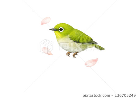 Small bird, petal, spring, watercolor, natural, cute, illustration, clipping material 136703249