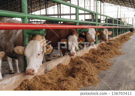 In the row. Cows in the stall at a daytime In the row. Cows in the stall at a daytime 136703411
