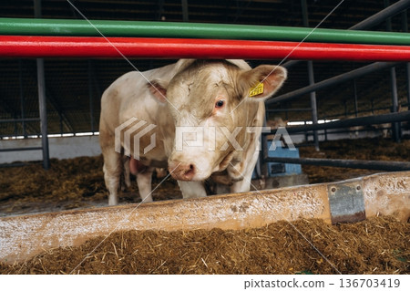 Behind the fence. The cow in the stall at daytime 136703419