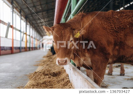 Front view. Cows in the stall at a daytime Front view. Cows in the stall at a daytime 136703427