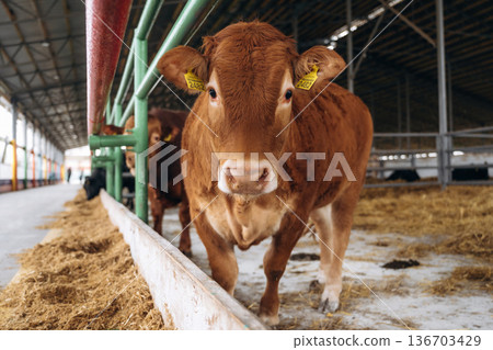 Front view. Cows in the stall at a daytime 136703429