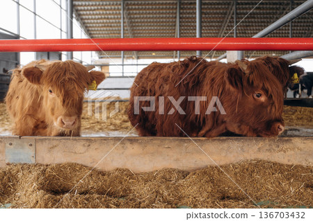 Cows in the stall at a daytime Cows in the stall at a daytime 136703432