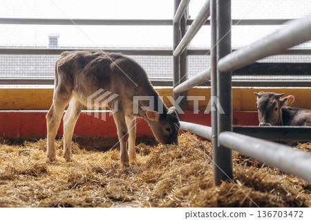 View from the side. Cows in the stall at a daytime View from the side. Cows in the stall at a daytime 136703472
