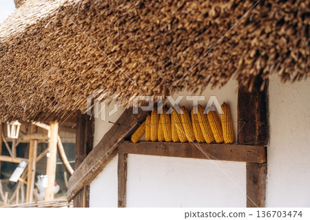Close up view of wall of old village house with corn that is hanging on the wall 136703474