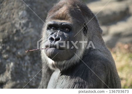 用嘴叼著棍子是猩猩和其他猴子的常見動作嗎？ 136703673