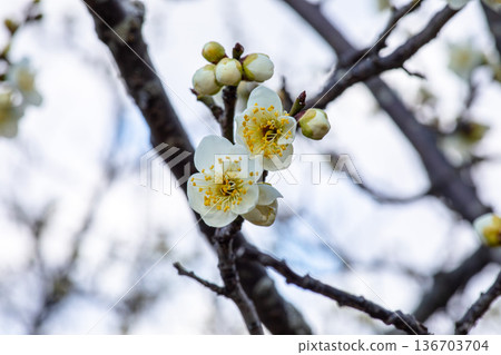 Detail of white plum blossoms, a corner of the park waiting for spring Detail of white plum blossoms, a corner of the park waiting for spring 136703704