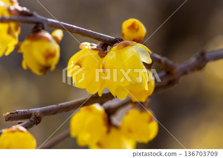 種鬆山公園的冬青花盛開 136703709