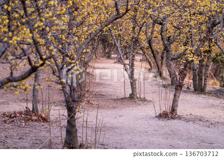 一條黃色的隧道：一排冬青樹在冬天閃閃發光 136703712