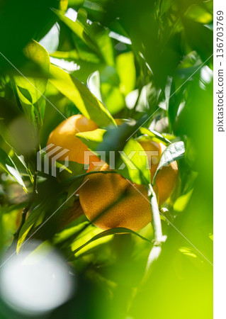 A fully ripened mandarin orange tree 136703769