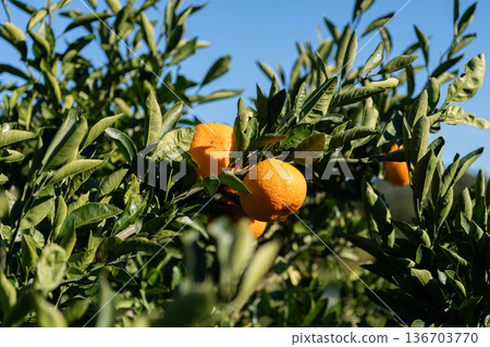 orange shining against the blue sky 136703770