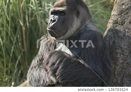 一隻大猩猩緊緊抱著它最喜歡的樹枝，不願讓任何人染指。 136703824