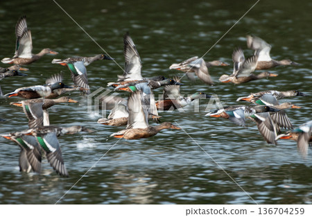 Escaping from predators, the flight of the Northern Shoveler, an Anatidae Escaping from predators, the flight of the Northern Shoveler, an Anatidae 136704259