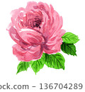 水彩粉紅玫瑰 26218像素7 136704289