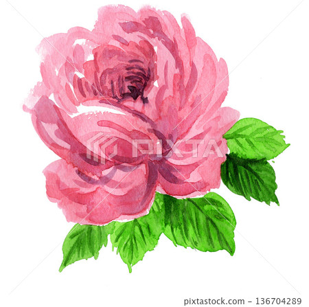 水彩粉紅玫瑰 26218像素7 136704289