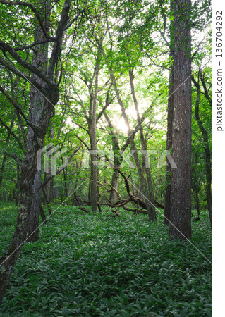 Sunlit beech forest Sunlit beech forest 136704292