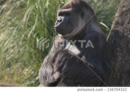 The gorilla wanted to kiss his favorite branch The gorilla wanted to kiss his favorite branch 136704322