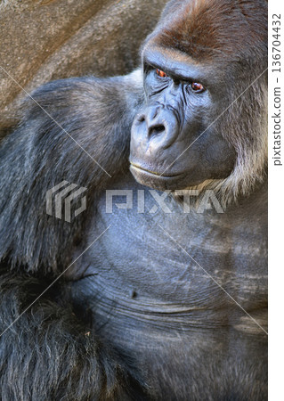 Gorilla with wide-eyed, surprised expression Gorilla with wide-eyed, surprised expression 136704432