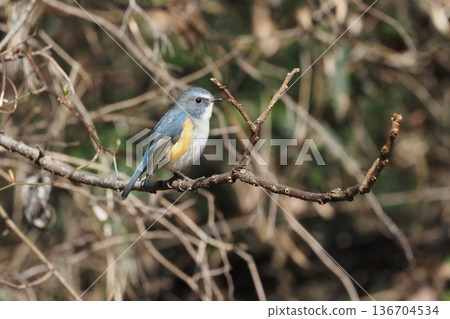 Ruribitaki catching on branches Ruribitaki catching on branches 136704534