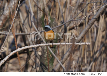 Yobitaki堅持分支機構 Yobitaki堅持分支機構 136704546