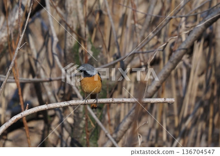 Yobitaki堅持分支機構 Yobitaki堅持分支機構 136704547