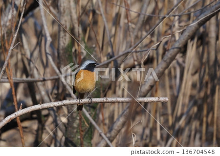 Yobitaki堅持分支機構 Yobitaki堅持分支機構 136704548