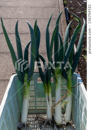 Green onion Green onion 136704581