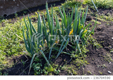 Welsh onions planted in the field 136704590