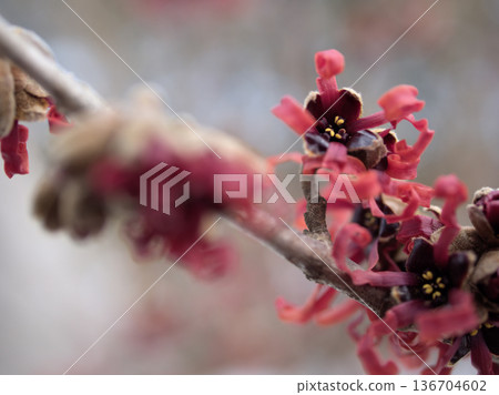 Red flowers of Hamamelis intermedia "Diane" blooming in February Red flowers of Hamamelis intermedia "Diane" blooming in February 136704602