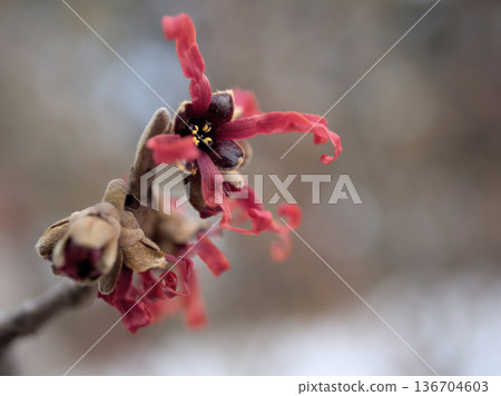 二月盛開的金縷梅「黛安娜」的紅色花朵 136704603