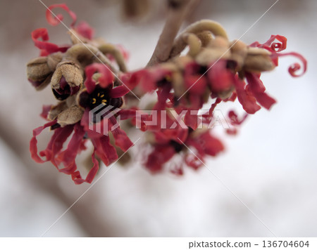 Red flowers of Hamamelis intermedia "Diane" blooming in February Red flowers of Hamamelis intermedia "Diane" blooming in February 136704604