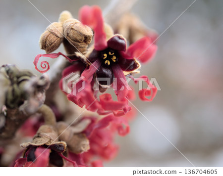 Red flowers of Hamamelis intermedia "Diane" blooming in February Red flowers of Hamamelis intermedia "Diane" blooming in February 136704605