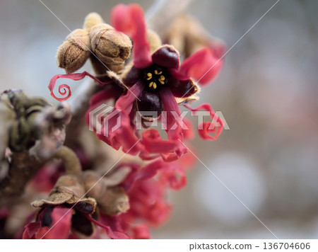 Red flowers of Hamamelis intermedia "Diane" blooming in February Red flowers of Hamamelis intermedia "Diane" blooming in February 136704606