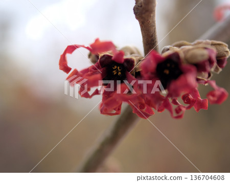 二月盛開的金縷梅「黛安娜」的紅色花朵 136704608