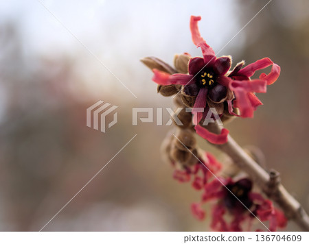 Red flowers of Hamamelis intermedia "Diane" blooming in February Red flowers of Hamamelis intermedia "Diane" blooming in February 136704609