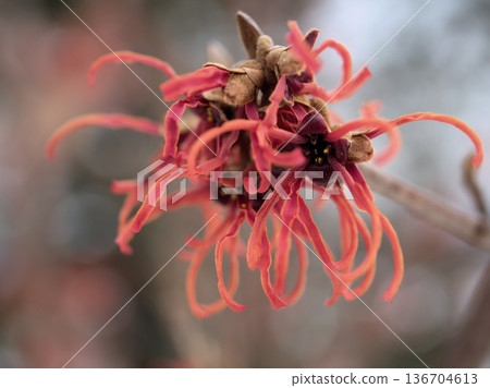 Red flowers of Hamamelis intermedia "Diane" blooming in February Red flowers of Hamamelis intermedia "Diane" blooming in February 136704613