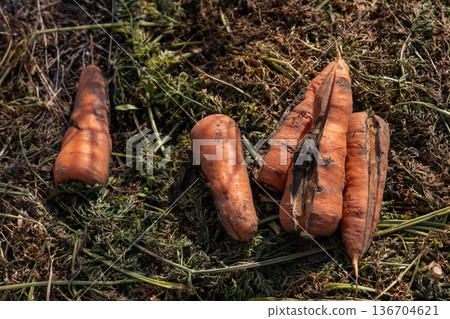 Harvested cracked carrots 136704621