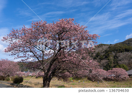 Spring scenery of Kawazu cherry blossoms and rape blossoms in Minamiizu. Cherry blossoms in full bloom. Spring scenery of Kawazu cherry blossoms and rape blossoms in Minamiizu. Cherry blossoms in full bloom. 136704630