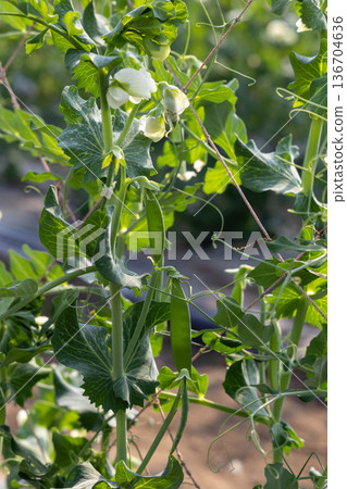 Snap peas grown in a field Snap peas grown in a field 136704636