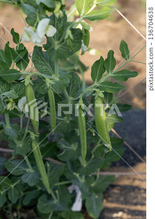 Snap peas grown in a field Snap peas grown in a field 136704638