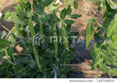 Snap peas grown in a field Snap peas grown in a field 136704639