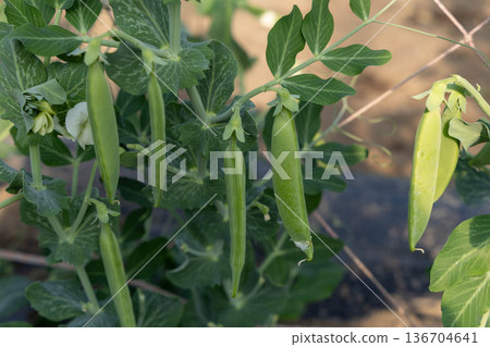 Snap peas grown in a field 136704641