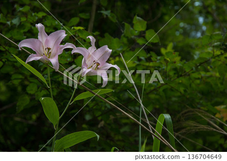 莎莎百合花 136704649