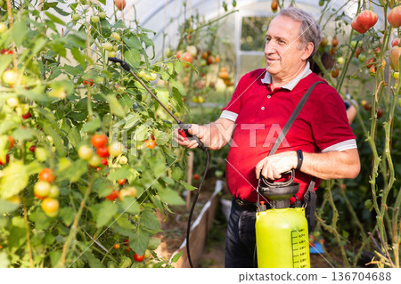 Elderly gardener spraying plants with chemicals in backyard greenhouse 136704688
