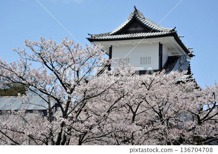 Cherry blossoms at Kanazawa castle Ishikawa gate Cherry blossoms at Kanazawa castle Ishikawa gate 136704708