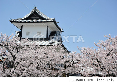 在金澤城堡石川門的櫻花 136704710